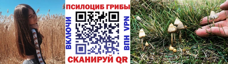 где найти наркотики  Дятьково  Галлюциногенные грибы Psilocybe 